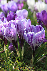 Image showing Purple and white crocuses