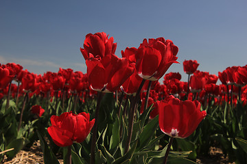 Image showing Red tulips on a field