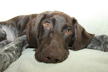 Image showing German Shorthaired Pointer puppy