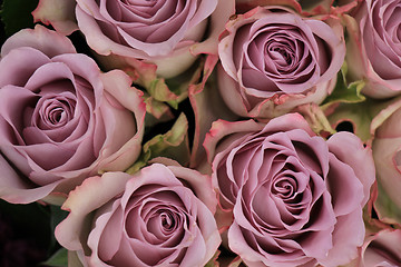 Image showing purple roses