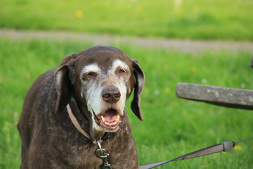 Image showing Senior German Shorthaired Pointer female