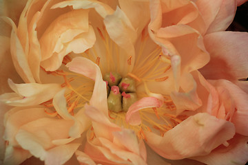 Image showing Pink Peony