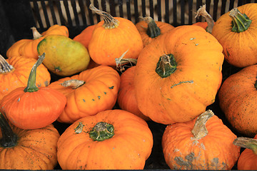 Image showing Pumpkins