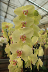 Image showing Phalaenopsis orchid