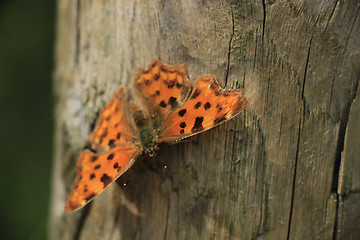 Image showing Comma Butterfly