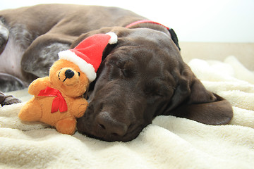 Image showing Dreaming of a dog\'s Christmas