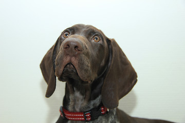 Image showing German Shorthaired Pointer puppy