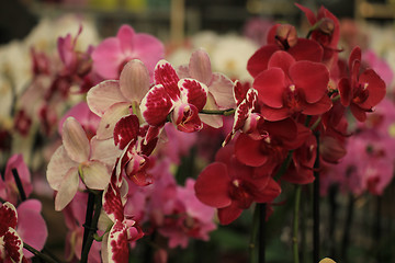 Image showing Phalaenopsis orchid