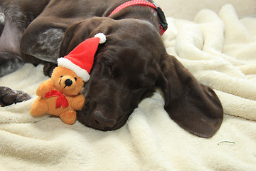 Image showing Christmas Pointer