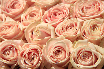 Image showing Pink wedding roses