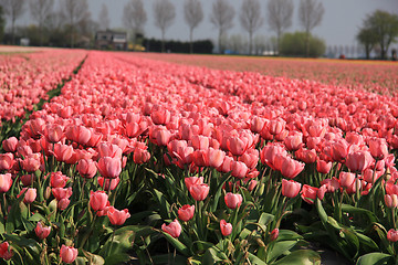 Image showing Pink tulips