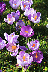 Image showing Crocuses on a field