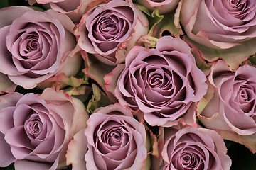 Image showing purple roses