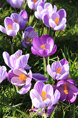 Image showing Crocuses on a field