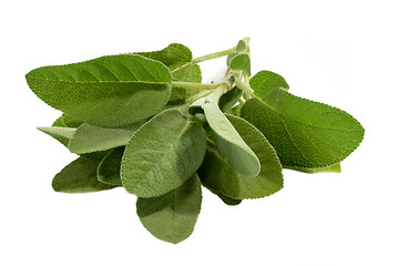 Image showing Sage Leaves