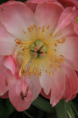 Image showing Pink Peony