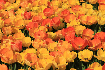 Image showing Yellow and orange tulips