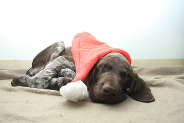 Image showing Christmas Pointer