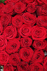 Image showing Big group of red roses