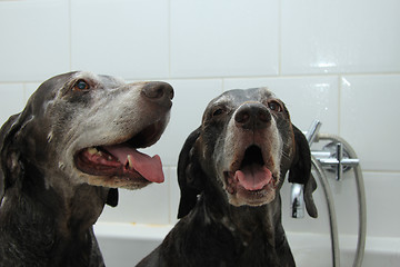 Image showing Dogs in the bathtub