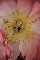 Image showing Pink Peony