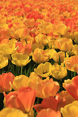 Image showing Yellow and orange tulips