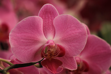 Image showing Phalaenopsis orchid