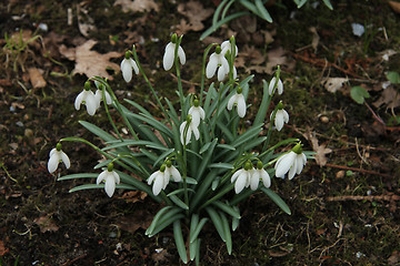 Image showing Spring Snowdrops