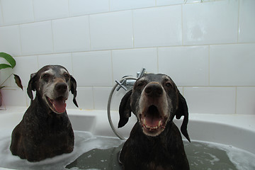 Image showing Dogs in the bathtub