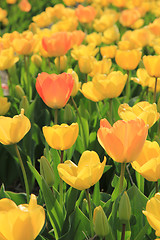 Image showing Yellow and orange tulips