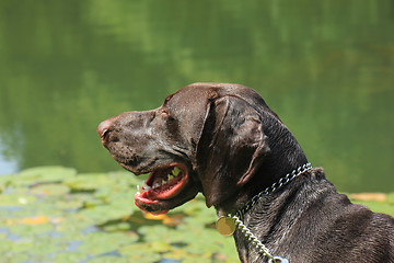 Image showing German Shorthaired Pointer