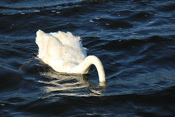 Image showing Diving swan