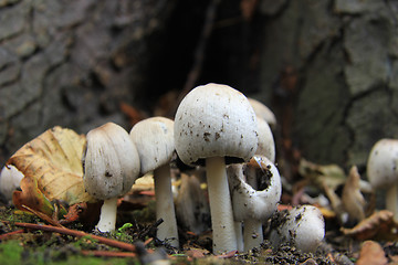 Image showing white mushrooms