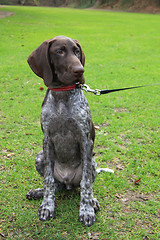 Image showing German Shorthaired Pointer