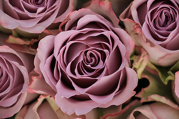 Image showing purple roses