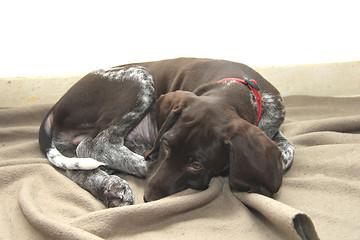 Image showing German Shorthaired Pointer puppy