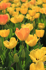 Image showing Yellow and orange tulips