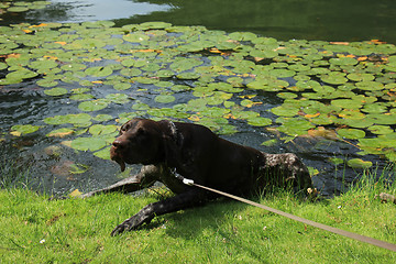 Image showing German Shorthaired Pointer