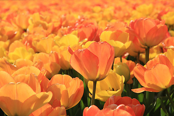 Image showing Yellow and orange tulips