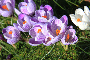 Image showing Crocuses on a field
