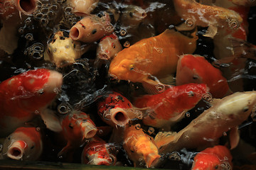 Image showing Koi Carps