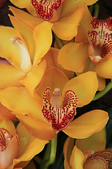 Image showing Yellow cymbidium orchids