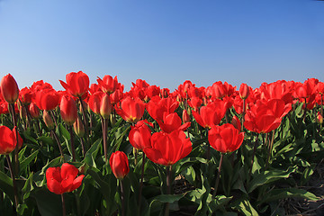 Image showing Red tulips in a field