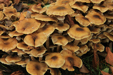 Image showing Mushrooms