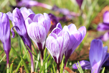 Image showing Purple and white crocuses