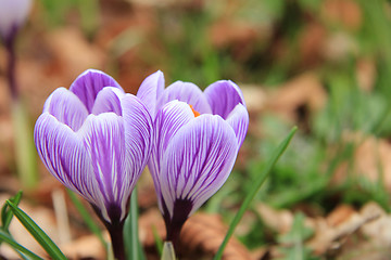 Image showing purple crocuses