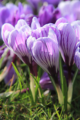 Image showing Purple and white crocuses