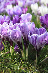 Image showing Purple and white crocuses