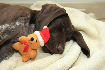 Image showing Dreaming of a dog\'s Christmas