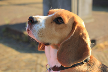 Image showing Young female beagle